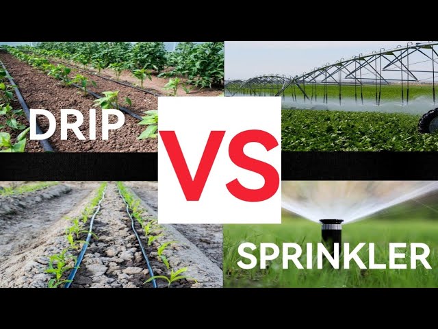 Sprinkler Vs Drip Irrigation: Which Is Better?