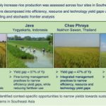 Sustainable Rice Cultivation Techniques for Asia