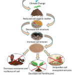 The Link Between Soil Health And Climate Resilience