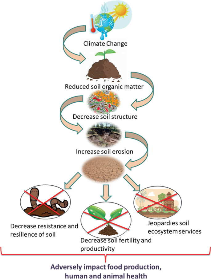 The Link Between Soil Health And Climate Resilience