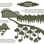 The Role of Agroforestry in Combating Climate Change