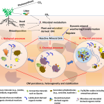 The Role of Organic Matter in Soil Enrichment