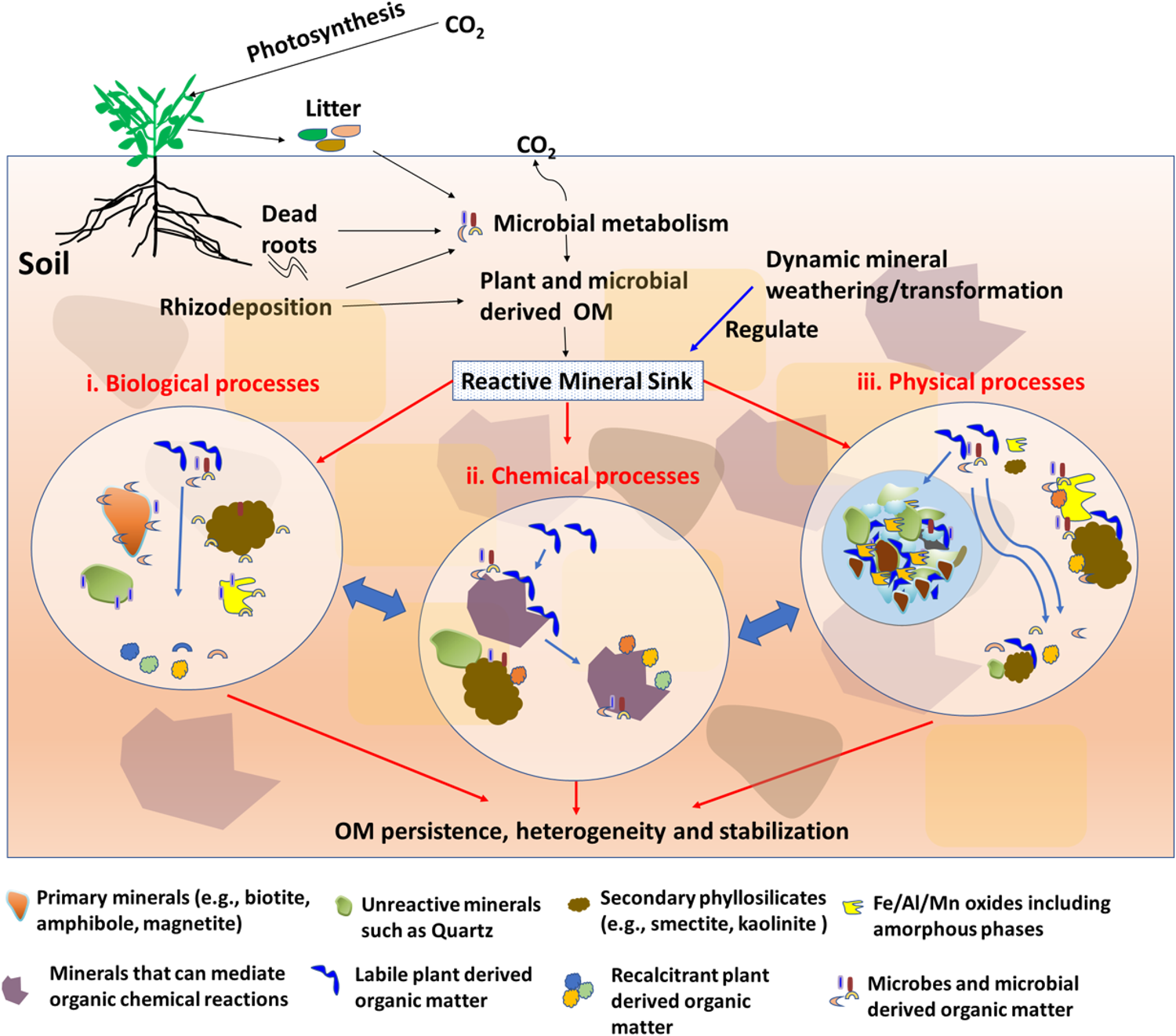 The Role of Organic Matter in Soil Enrichment