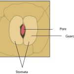 The Science Behind Plant Water Uptake