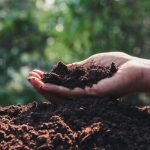 Top 10 Natural Fertilizers for Organic Crops