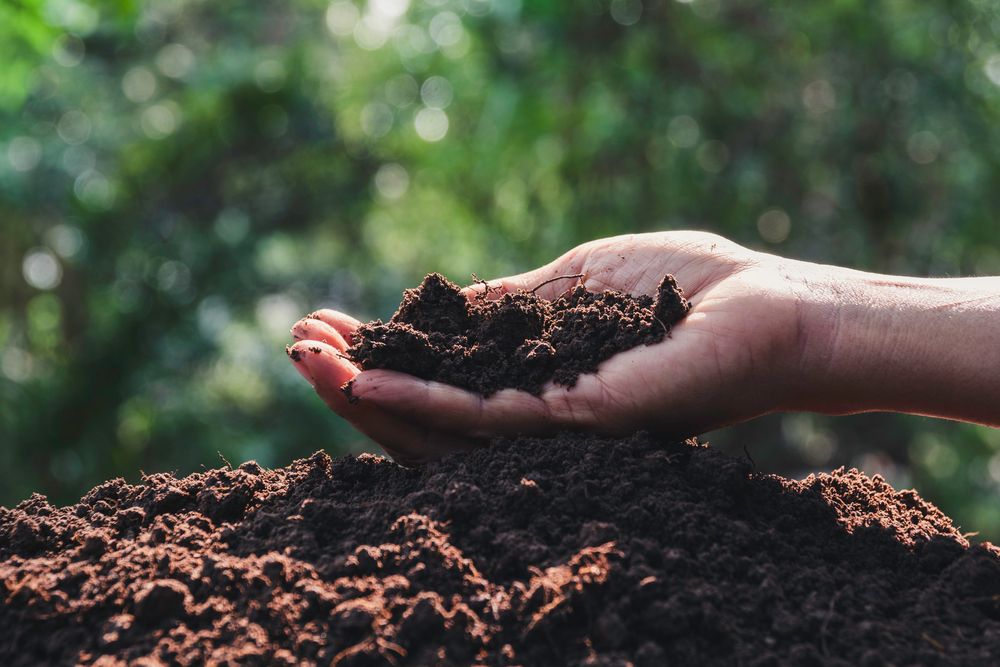 Top 10 Natural Fertilizers for Organic Crops
