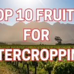Top Intercropping Techniques to Maximize Yield