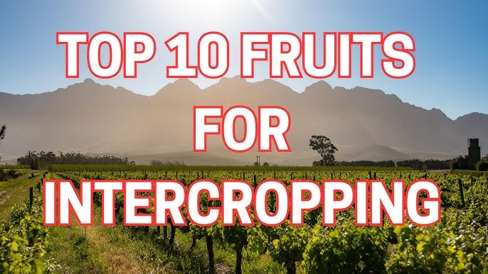 Top Intercropping Techniques to Maximize Yield