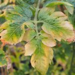 Top Signs of Over-Fertilized Soil