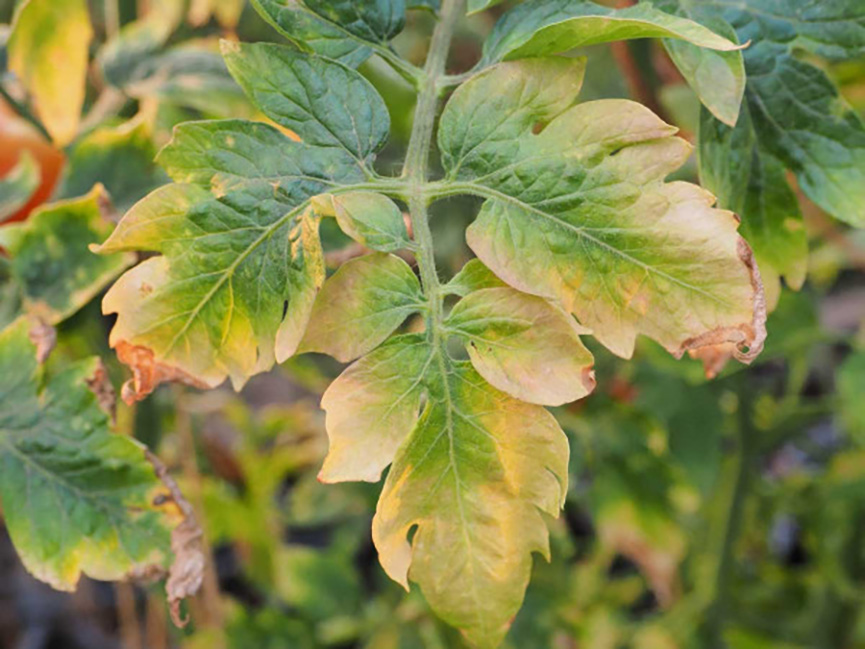 Top Signs of Over-Fertilized Soil