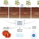 Understanding Soil Moisture And Irrigation Timing