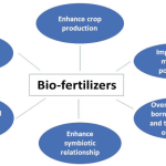 Using Biofertilizers to Boost Soil Health