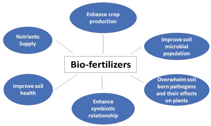 Using Biofertilizers to Boost Soil Health