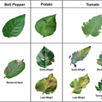 Using Image Recognition to Identify Crop Diseases