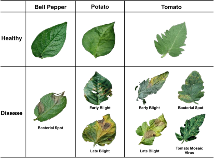 Using Image Recognition to Identify Crop Diseases