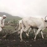 Zero Budget Natural Farming: What You Need to Know