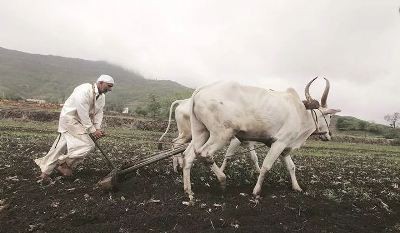 Zero Budget Natural Farming: What You Need to Know