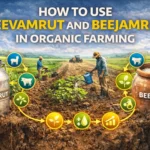 How to Use Jeevamrut And Beejamrut in Organic Farming